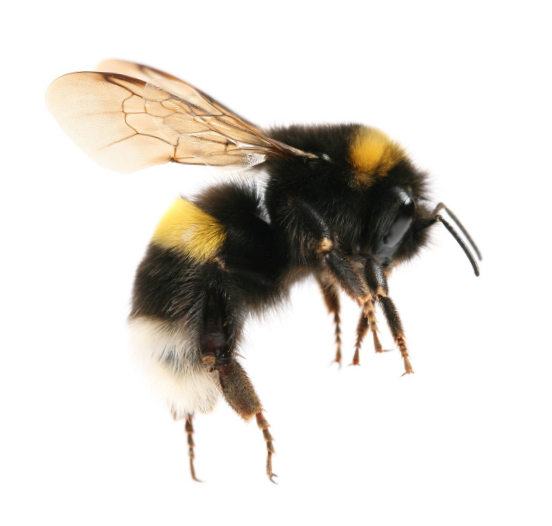 bee33