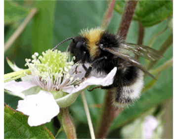 شرکت دانش بنیان «زیست گرده افشان دنا»
