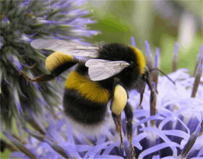 Knowledge-based company "Dena Bio Pollinator"